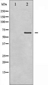 RACGAP1 / MGCRACGAP Antibody - Western blot analysis of GTPase Activating Protein phosphorylation expression in COS7 whole cells lysates. The lane on the left is treated with the antigen-specific peptide.