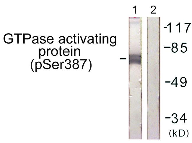 RACGAP1 / MGCRACGAP Antibody - Western blot analysis of extracts from COS7 cells, using GTPase Activating Protein (Phospho-Ser387) antibody.