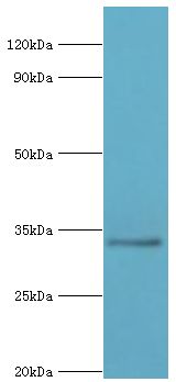 RAD1 Antibody - Western blot. All lanes: Cell cycle checkpoint protein RAD1 antibody at 6 ug/ml+NIH3T3 whole cell lysate. Secondary antibody: Goat polyclonal to rabbit at 1:10000 dilution. Predicted band size: 32 kDa. Observed band size: 32 kDa.
