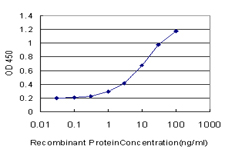 RAD1 Antibody - Detection limit for recombinant GST tagged RAD1 is approximately 0.3 ng/ml as a capture antibody.