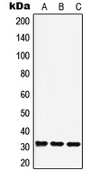 RAD1 Antibody - Western blot analysis of RAD1 expression in A549 (A); Raw264.7 (B); H9C2 (C) whole cell lysates.