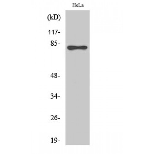 RAD17 Antibody - Western blot of Phospho-Rad17 (S645) antibody