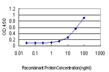 RAD17 Antibody - Detection limit for recombinant GST tagged RAD17 is approximately 1 ng/ml as a capture antibody.