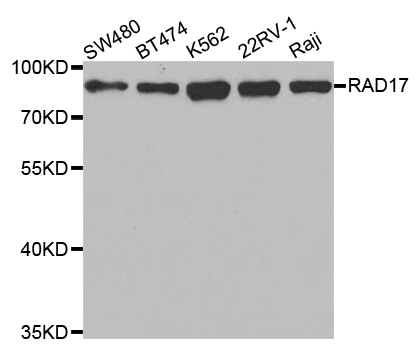 RAD17 Antibody - Western blot analysis of extracts of various cell lines, using RAD17 antibody.