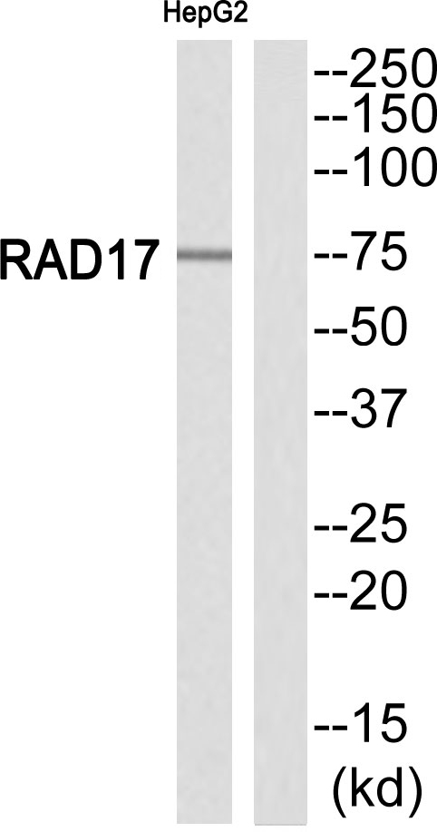 RAD17 Antibody - Western blot of extracts from HepG2 cells, using RAD17 (Ab-646) Antibody.