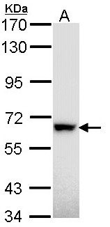RAD18 Antibody - Sample (30 ug of whole cell lysate). A: Hep G2 . 7.5% SDS PAGE. RAD18 antibody diluted at 1:1000.