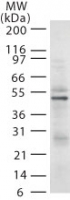 RAD18 Antibody - The anti-Rad18 mAb was diluted at 2 ug/ml and tested against 20 ug of HL-60 cell lysate.