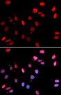 RAD18 Antibody - Immunofluorescence analysis of U20S cells.