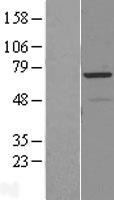 RAD18 Protein - Western validation with an anti-DDK antibody * L: Control HEK293 lysate R: Over-expression lysate