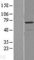 RAD18 Protein - Western validation with an anti-DDK antibody * L: Control HEK293 lysate R: Over-expression lysate