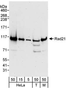 RAD21 Antibody - Detection of Human and Mouse Rad21 by Western Blot. Samples: Whole cell lysate from HeLa (5, 15 and 50 ug), 293T (T; 50 ug) and mouse NIH3T3 (M; 50 ug) cells. Antibodies: Affinity purified rabbit anti-Rad21 antibody used for WB at 0.2 ug/ml. Detection: Chemiluminescence with an exposure time of 30 seconds.