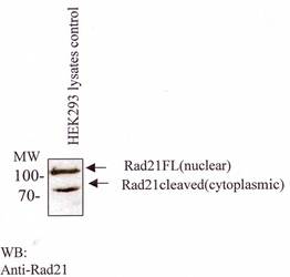 RAD21 Antibody - Western blot with monoclonal anti-Rad21 in HEK293 lysates.  This image was taken for the unconjugated form of this product. Other forms have not been tested.
