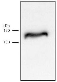 RAD21 Antibody - Cohesin detected in HeLa cell lysate.  This image was taken for the unconjugated form of this product. Other forms have not been tested.