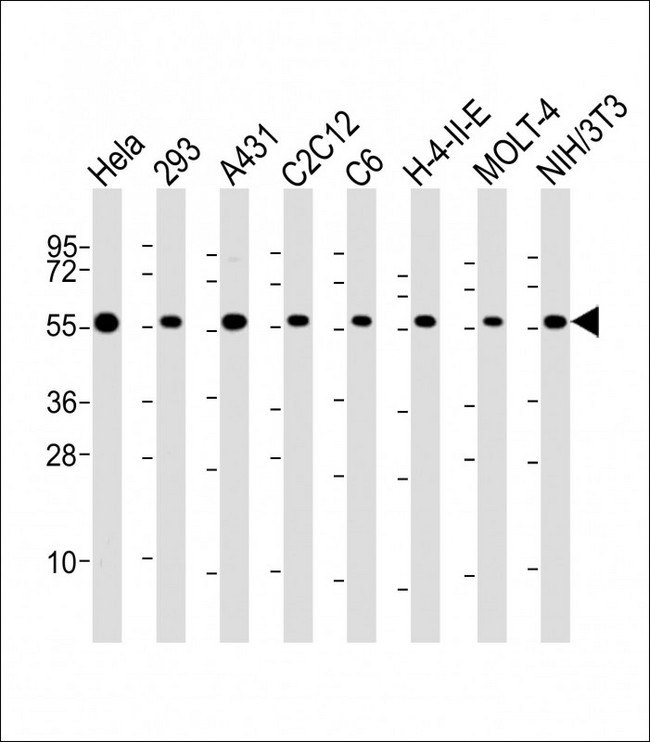 RAD21 Antibody - All lanes: Anti-RAD21 Antibody (C-Term) at 1:2000 dilution Lane 1: Hela whole cell lysate Lane 2: 293 whole cell lysate Lane 3: A431 whole cell lysate Lane 4: C2C12 whole cell lysate Lane 5: C6 whole cell lysate Lane 6: H-4-II-E whole cell lysate Lane 7: MOLT-4 whole cell lysate Lane 8: NIH/3T3 whole cell lysate Lysates/proteins at 20 µg per lane. Secondary Goat Anti-Rabbit IgG, (H+L), Peroxidase conjugated at 1/10000 dilution. Predicted band size: 72 kDa Blocking/Dilution buffer: 5% NFDM/TBST.