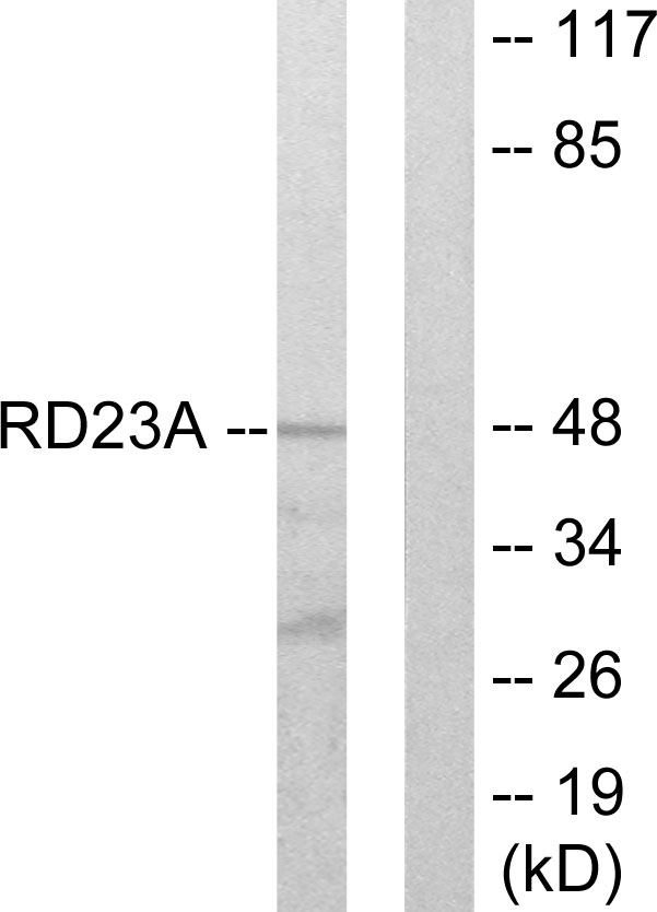 RAD23A / HHR23A Antibody - Western blot analysis of lysates from LOVO cells, using RAD23A Antibody. The lane on the right is blocked with the synthesized peptide.