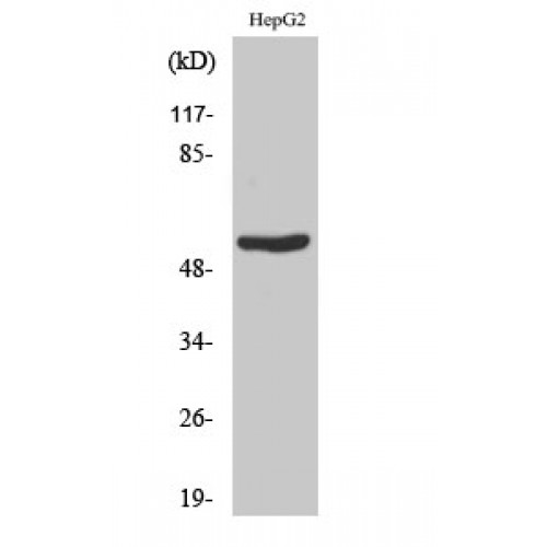 RAD23B / HR23B Antibody - Western blot of Rad23B antibody