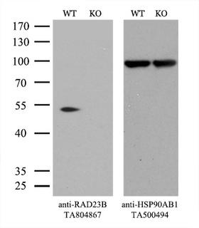 RAD23B / HR23B Antibody - Equivalent amounts of cell lysates  and RAD23B-Knockout Hela cells  were separated by SDS-PAGE and immunoblotted with anti-RAD23B monoclonal antibodyThen the blotted membrane was stripped and reprobed with anti-HSP90AB1 antibody  as a loading control. (1:500)