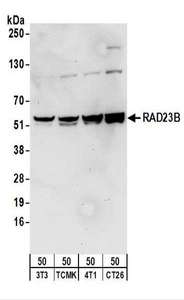 RAD23B / HR23B Antibody - Detection of Mouse RAD23B by Western Blot. Samples: Whole cell lysate (50 ug) from NIH3T3, TCMK-1, 4T1, and CT26.WT cells. Antibodies: Affinity purified rabbit anti-RAD23B antibody used for WB at 0.2 ug/ml. Detection: Chemiluminescence with an exposure time of 30 seconds.