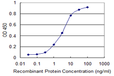 RAD23B / HR23B Antibody - Detection limit for recombinant GST tagged RAD23B is 0.1 ng/ml as a capture antibody.