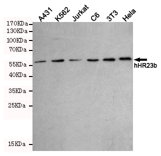 RAD23B / HR23B Antibody - Western blot detection of hHR23b in A431, K562, Jurkat, C6, 3T3 and HeLa cell lysates using hHR23b mouse monoclonal antibody (1:1000 dilution). Predicted band size: 58KDa. Observed band size:58KDa.Exposure time:5min.