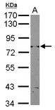 RAD3 Antibody - Sample (10 ug of whole cell lysate) A: Yeast lysate 7.5% SDS PAGE RAD3 antibody diluted at 1:2000