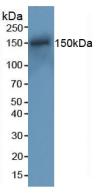 RAD50 Antibody - Western Blot; Sample: Mouse Spleen Tissue.