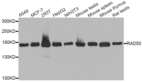 RAD50 Antibody - Western blot analysis of extracts of various cell lines.