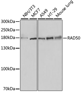 RAD50 Antibody - Western blot analysis of extracts of various cell lines, using RAD50 antibody at 1:500 dilution. The secondary antibody used was an HRP Goat Anti-Rabbit IgG (H+L) at 1:10000 dilution. Lysates were loaded 25ug per lane and 3% nonfat dry milk in TBST was used for blocking. An ECL Kit was used for detection and the exposure time was 10s.