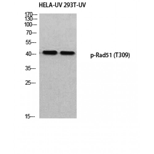 RAD51 / RECA Antibody - Western blot of Phospho-Rad51 (T309) antibody