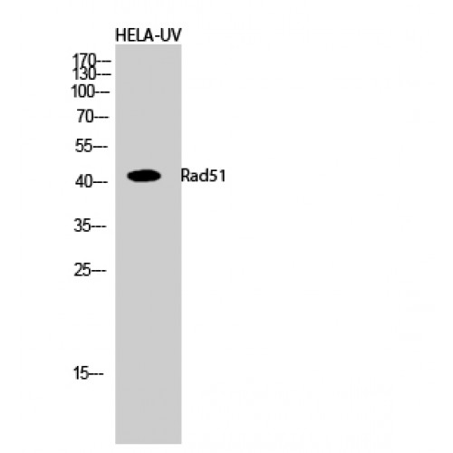 RAD51 / RECA Antibody - Western blot of Rad51 antibody