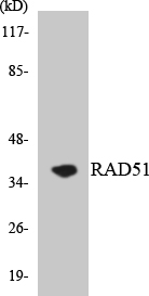 RAD51 / RECA Antibody - Western blot analysis of the lysates from HeLa cells using RAD51 antibody.