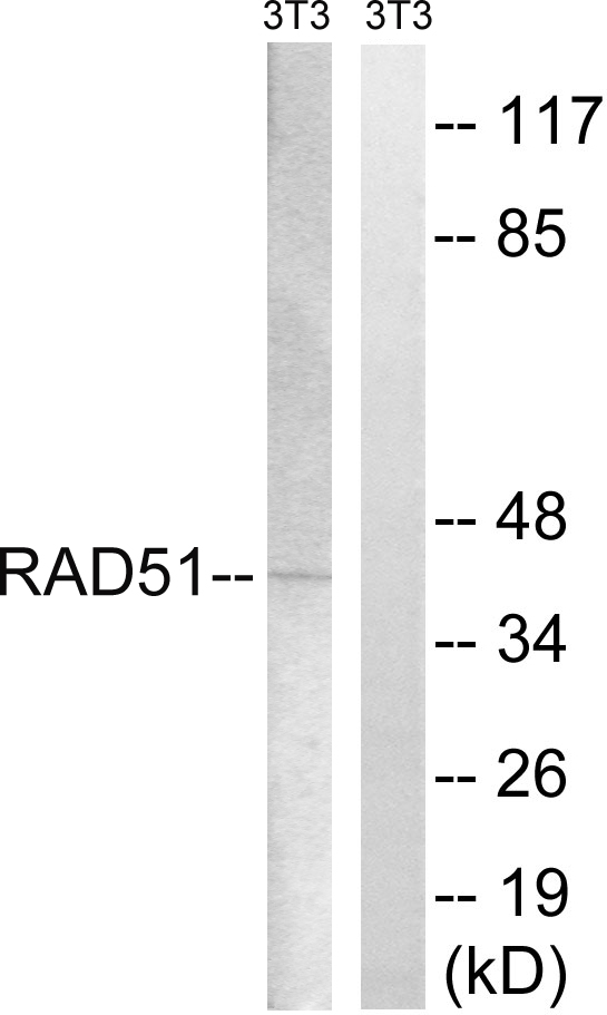 RAD51 / RECA Antibody - Western blot analysis of lysates from NIH/3T3 cells, treated with starved 24h, using RAD51 Antibody. The lane on the right is blocked with the synthesized peptide.