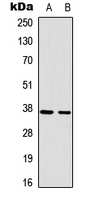 RAD51 / RECA Antibody - Western blot analysis of RAD51A expression in HEK293T (A); HeLa (B) whole cell lysates.