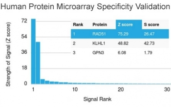 RAD51 / RECA Antibody - Analysis of HuProt(TM) microarray containing more than 19,000 full-length human proteins using RAD51 antibody. These results demonstrate the foremost specificity of the RAD51/2701 mAb. Z- and S- score: The Z-score represents the strength of a signal that an antibody (in combination with a fluorescently-tagged anti-IgG secondary Ab) produces when binding to a particular protein on the HuProt(TM) array. Z-scores are described in units of standard deviations (SD's) above the mean value of all signals generated on that array. If the targets on the HuProt(TM) are arranged in descending order of the Z-score, the S-score is the difference (also in units of SD's) between the Z-scores. The S-score therefore represents the relative target specificity of an Ab to its intended target.