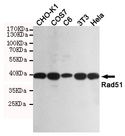 RAD51 / RECA Antibody - Western blot detection of Rad51 in CHO-K1, COS7, C6, 3T3 and HeLa cell lysates using Rad51 mouse monoclonal antibody (1:1000 dilution). Predicted band size: 37KDa. Observed band size:37KDa.