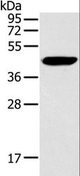 RAD51 / RECA Antibody - Western blot analysis of HeLa cell, using RAD51 Polyclonal Antibody at dilution of 1:200.