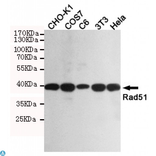 RAD51 / RECA Antibody - Western blot detection of Rad51 in CHO-K1, COS7, C6, 3T3 and Hela cell lysates using Rad51 mouse mAb (1:1000 diluted). Predicted band size: 37KDa. Observed band size: 37KDa.