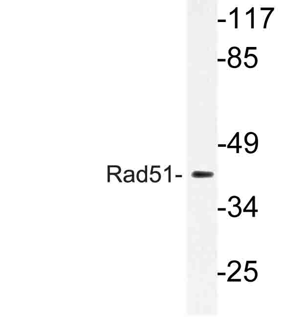 RAD51 / RECA Antibody - Western blot of Rad51 (T309) pAb in extracts from LOVO cells.