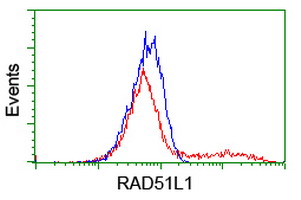 RAD51B Antibody - HEK293T cells transfected with either overexpress plasmid (Red) or empty vector control plasmid (Blue) were immunostained by anti-RAD51L1 antibody, and then analyzed by flow cytometry.