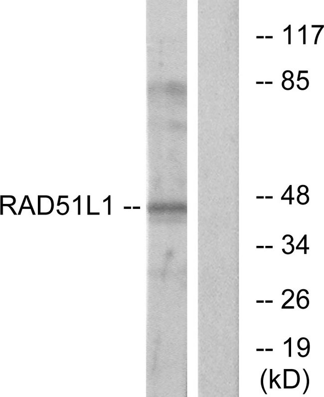 RAD51B Antibody - Western blot analysis of lysates from COS7 cells, using RAD51L1 Antibody. The lane on the right is blocked with the synthesized peptide.