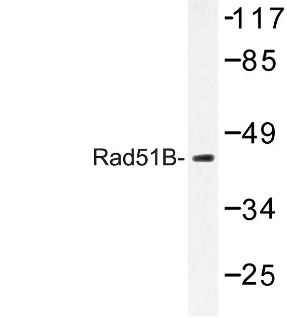 RAD51B Antibody - Western blot of Rad51B (G226) pAb in extracts from COS-7 cells.