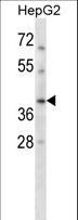 RAD51C Antibody - RAD51C Antibody western blot of HepG2 cell line lysates (35 ug/lane). The RAD51C antibody detected the RAD51C protein (arrow).