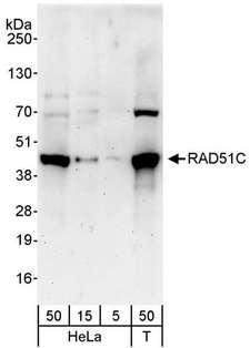 RAD51C Antibody - Detection of Human RAD51C by Western Blot. Samples: Whole cell lysate from HeLa (5, 15 and 50 ug) and 293T (T; 50 ug) cells. Antibody: Affinity purified rabbit anti-RAD51C antibody used for WB at 0.1 ug/ml. Detection: Chemiluminescence with an exposure time of 3 minutes.
