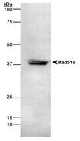 RAD51C Antibody - Rad51C detected in HEK293 lysate using Rad51C antibody [2H11/6].  This image was taken for the unconjugated form of this product. Other forms have not been tested.