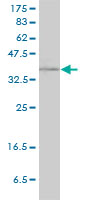 RAD51C Antibody - RAD51C monoclonal antibody (M01), clone 3F3-5C6 Western Blot analysis of RAD51C expression in HeLa.