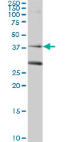 RAD51C Antibody - RAD51C monoclonal antibody (M01), clone 3F3-5C6. Western Blot analysis of RAD51C expression in 293.