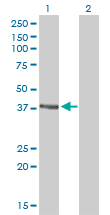 RAD51C Antibody - Western Blot analysis of RAD51C expression in transfected 293T cell line by RAD51C monoclonal antibody (M01), clone 3F3-5C6.Lane 1: RAD51C transfected lysate(42.2 KDa).Lane 2: Non-transfected lysate.