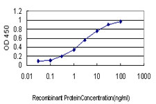 RAD51C Antibody - Detection limit for recombinant GST tagged RAD51C is approximately 0.1 ng/ml as a capture antibody.