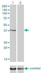 RAD51C Antibody - Western blot analysis of RAD51C over-expressed 293 cell line, cotransfected with RAD51C Validated Chimera RNAi (Lane 2) or non-transfected control (Lane 1). Blot probed with RAD51C monoclonal antibody (M01), clone 3F3-5C6 . GAPDH ( 36.1 kDa ) used as specificity and loading control.