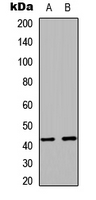 RAD51C Antibody - Western blot analysis of RAD51C expression in HeLa (A); COS7 (B) whole cell lysates.